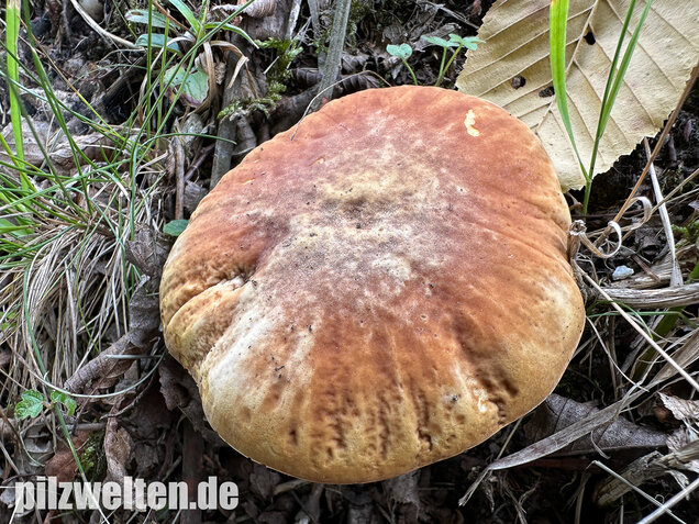 Gehämmerter Röhrling, Hemileccinum depilatum