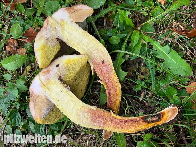 Gehämmerter Röhrling, Hemileccinum depilatum