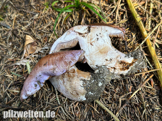 Dunkelfleckender Schleimkopf, Phlegmacium violaceomaculatum