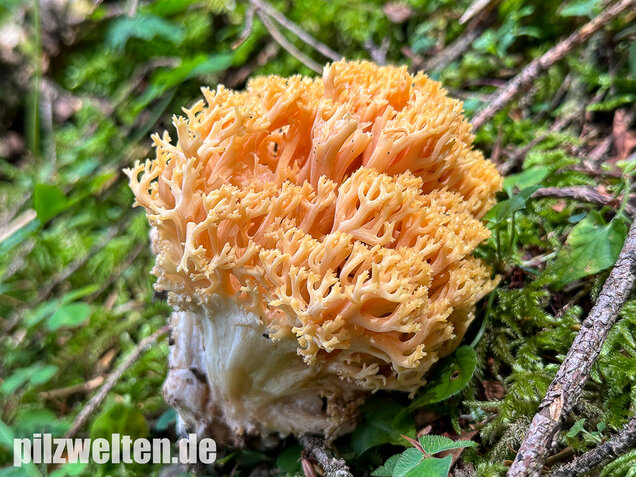 Gelbwerdende Koralle, Rosagelbliche Koralle, Ramaria flavescens