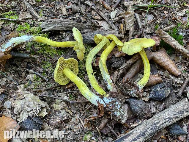 Gemeiner Schwefelritterling, Tricholoma sulphureum
