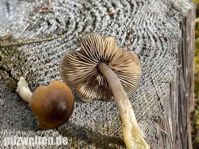 Geradrandiger Rötling, Entocybe turbida