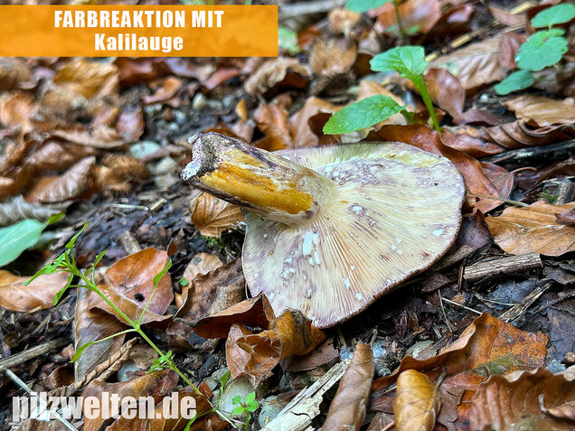 Gezonter Violettmilchling, Lactarius violascens