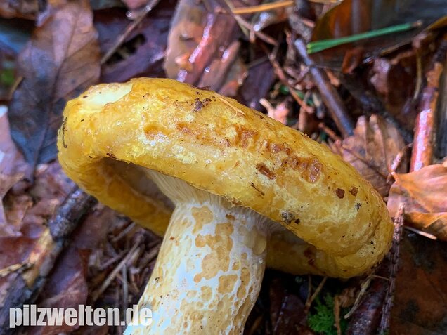 Grubiger Milchling, Lactarius scrobiculatus