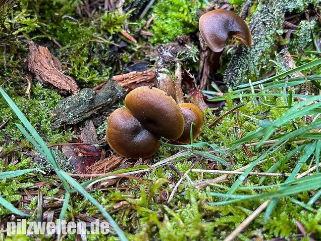 Gurkenschnitzling, Macrocystidia cucumis