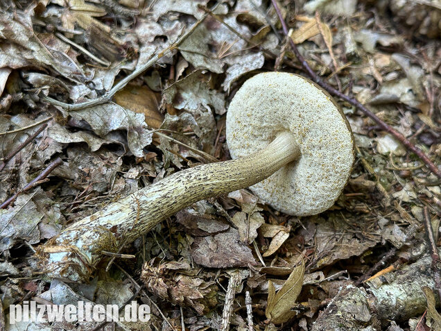 Hainbuchenraufuß, Leccinellum pseudoscabrum