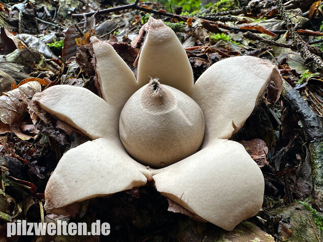 Halskrausen-Erdstern, Geastrum michelianum