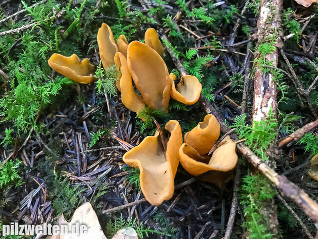Hasenohrbecherling, Otidea leporina