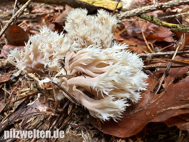 Kammkoralle, Kammförmiger Keulenpilz, Clavulina coralloides