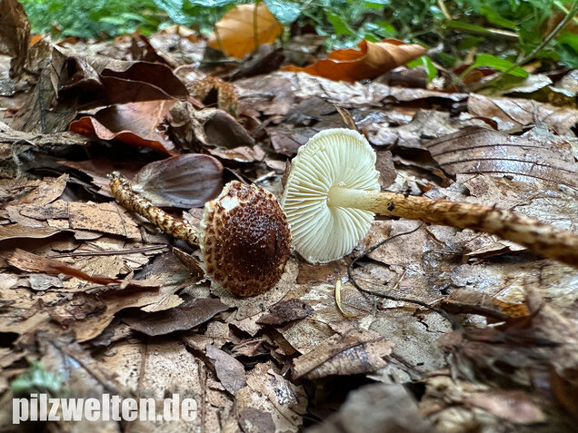 Kastanienbrauner Schirmling, Lepiota castanea