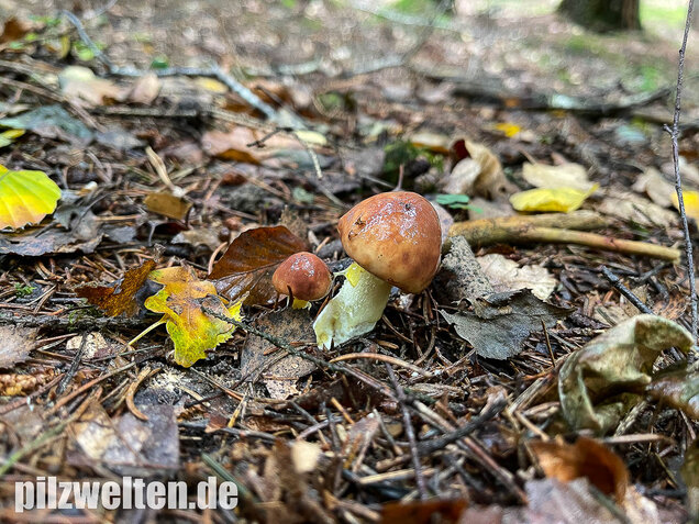 Körnchenröhrling, Suillus granulatus