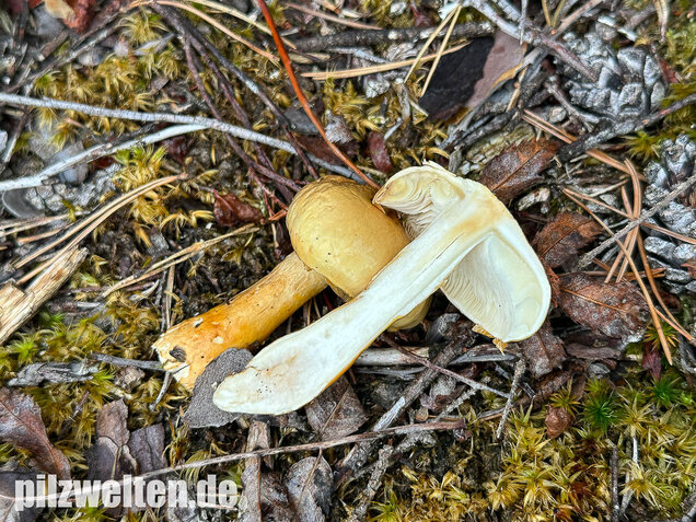 Ockergelber Schleimschirmling, Zhuliangomyces ochraceoluteus