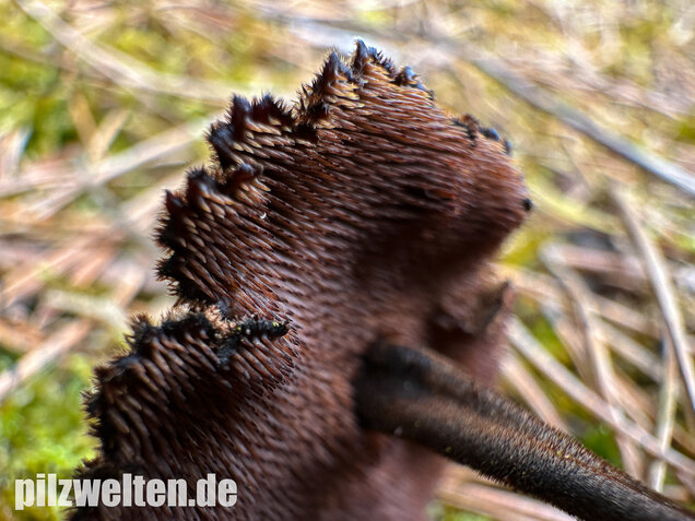 Ohrlöffelstacheling, Auriscalpium vulgare