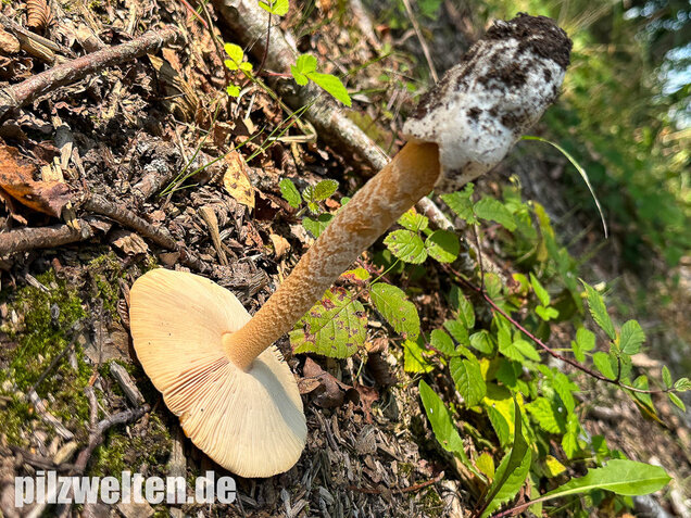 Orangegelber Scheidenstreifling, Amanita crocea