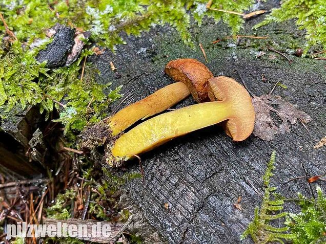Pfefferröhrling, Chalciporus piperatus