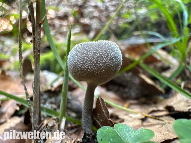 Langstielige Becherlorchel, Grauer Langfüßler, Helvella macropus