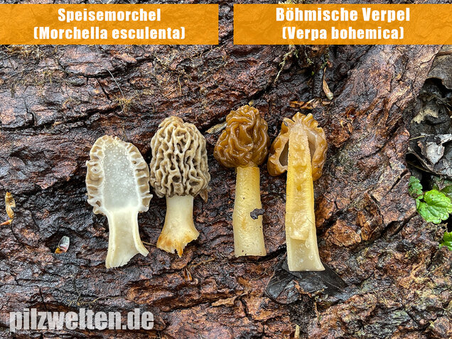 Böhmische Verpel, Verpa bohemica