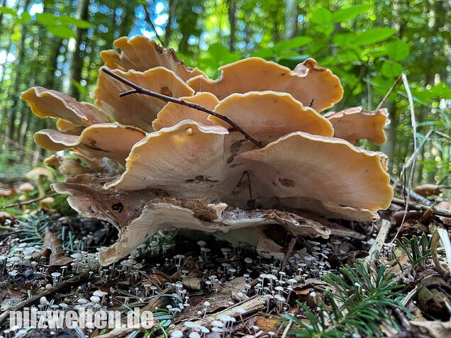 Riesenporling, Meripilus giganteus