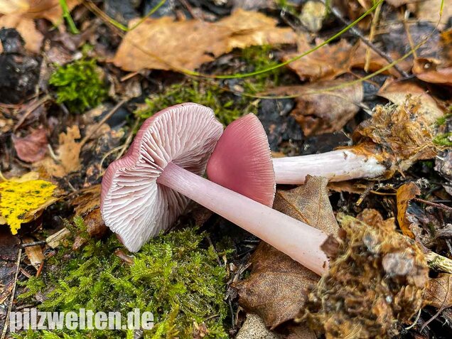Rosa Rettichhelmling, Mycena rosea