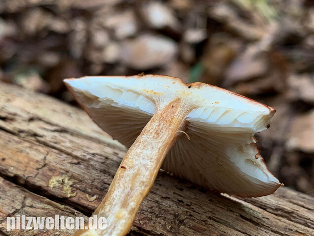 Rostroter Körnchenschirmling, Cystodermella granulosa