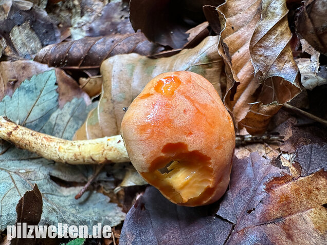 Safranroter Schüppling, Safranschüppling, Pyrrhulomyces astragalinus