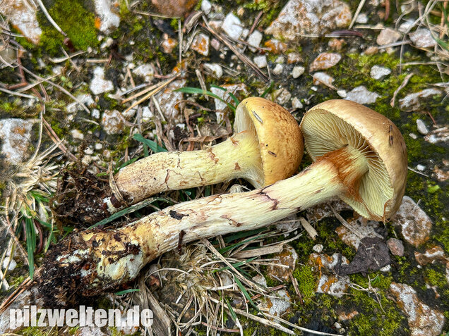 Stinkender Schleimkopf, Gelber Schleimkopf, Phlegmacium mussivum