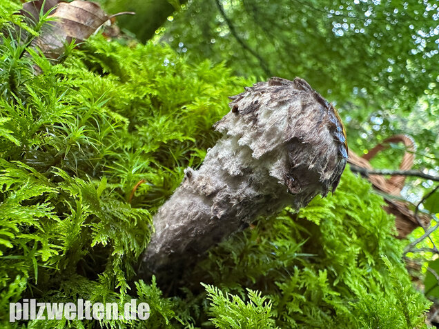 Strubbelkopfröhrling, Strobilomyces strobilaceus