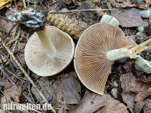 Tonblasser Fälbling, Hebeloma crustuliniforme
