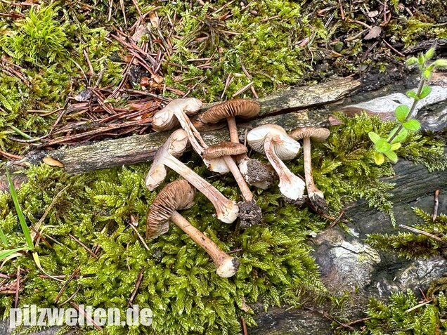 Rübenfüßiger Risspilz, Inocybe napipes