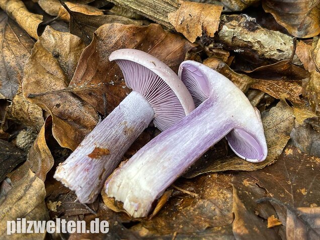 Violetter Rötelritterling, Lepista nuda