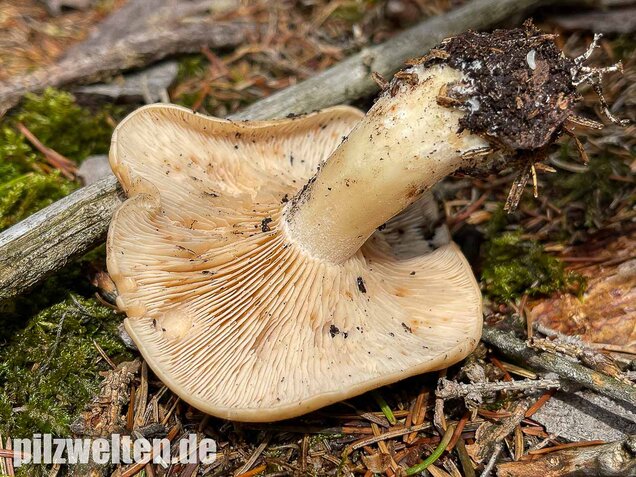 Würziger Tellerling, Clitopilus geminus