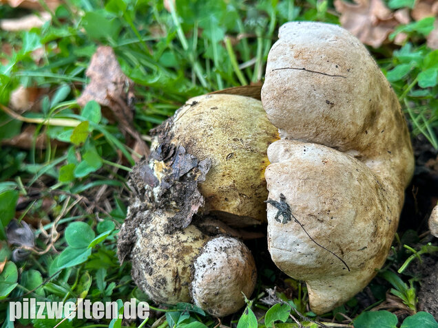 Wurzelnder Bitterröhrling, Caloboletus radicans