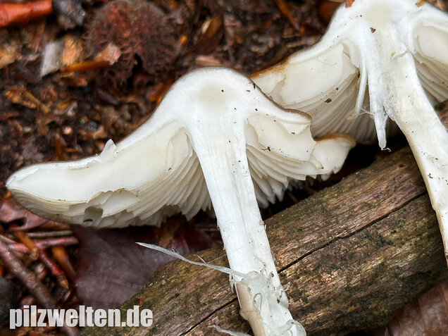 Wurzelnder Schleimrübling, Grubiger Wurzelrübling, Hymenopellis radicata
