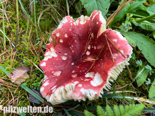 Zedernholz-Täubling, Heimtückischer Täubling, Russula badia