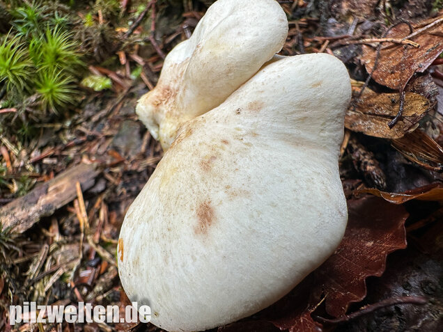 Zitronenporling, Albatrellus citrinus