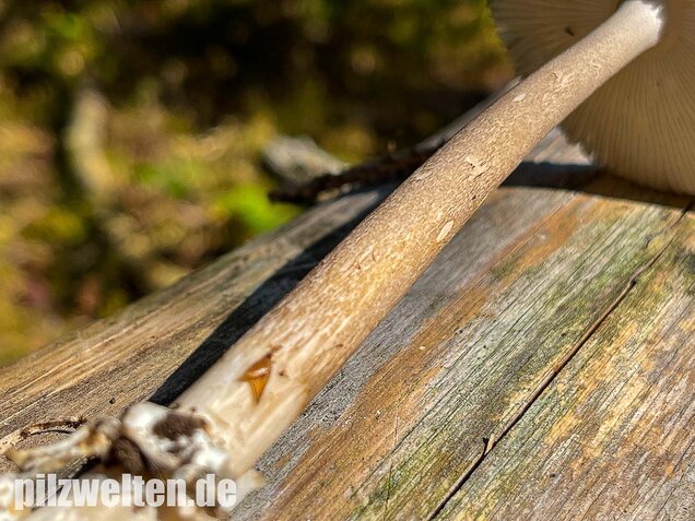 Zweifarbiger Scheidenstreifling, Amanita umbrinolutea