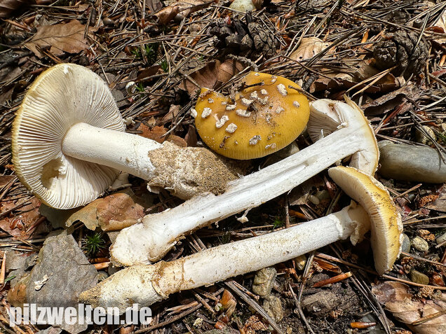 Narzissengelber Knollenblätterpilz, Amanita gemmata