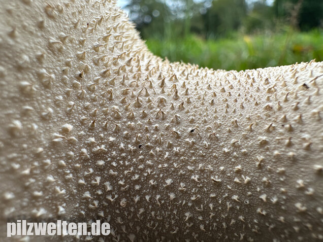 Beutelstäubling, Lycoperdon excipuliforme