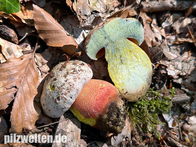 Blasshütiger Purpurröhrling, Rubroboletus rhodoxanthus