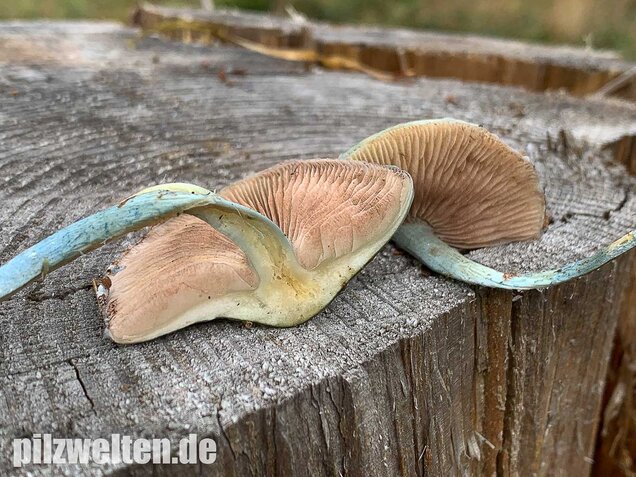 Blauer Träuschling, Stropharia caerulea