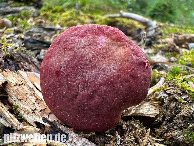 Blutroter Filzröhrling, Blutroter Gartenfilzröhrling, Hortiboletus rubellus