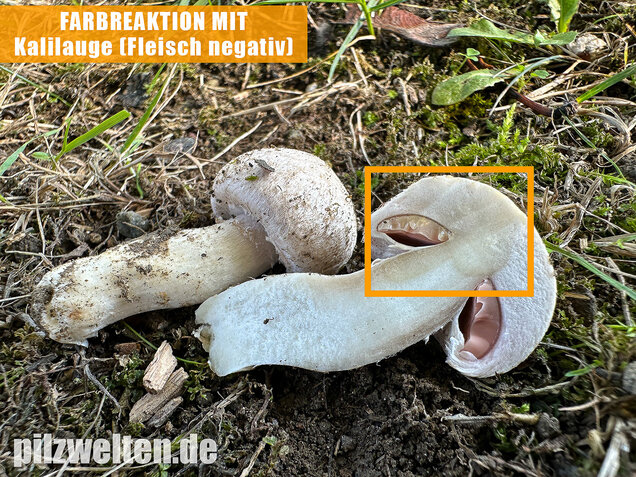 Braunschuppiger Wiesenchampignon, Agaricus moellerianus