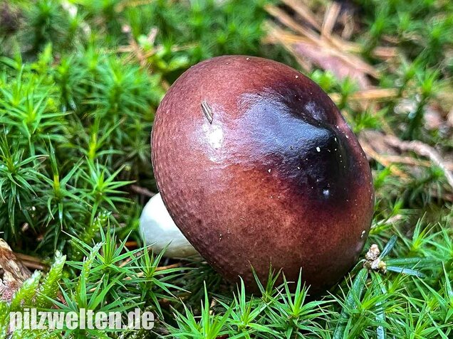 Buckeltäubling, Russula caerulea