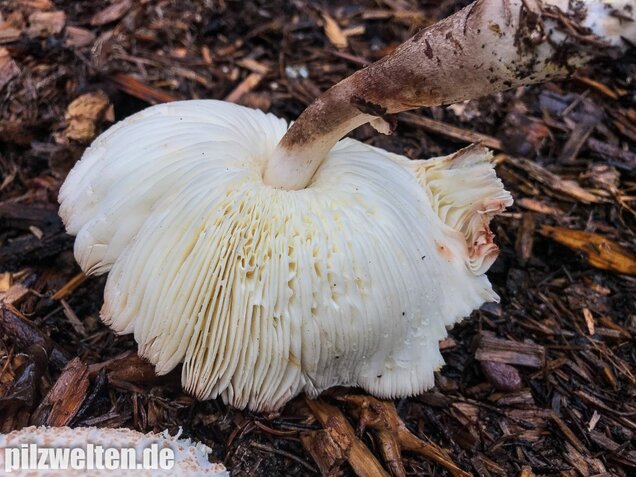 Büscheliger Egerlingsschirmling, Leucoagaricus americanus