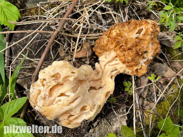 Dickfüßige Speisemorchel, Morchella crassipes