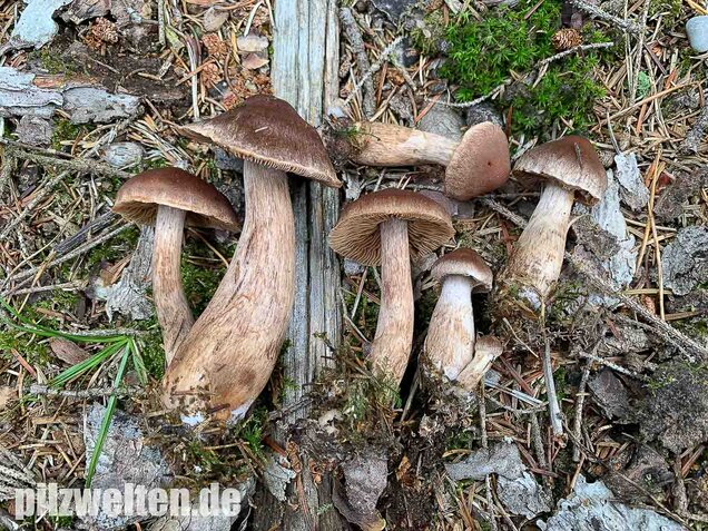 Dunkelbrauner Gürtelfuß, Cortinarius brunneus