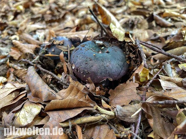 Frauentäubling, Russula cyanoxantha