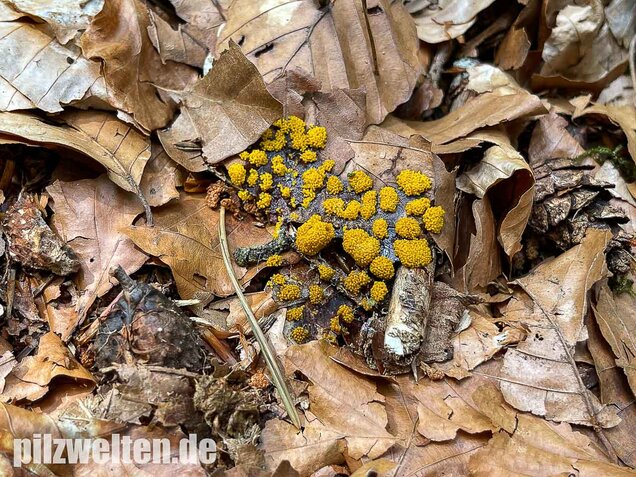 Gelber Eierschleimpilz, Physarum virescens