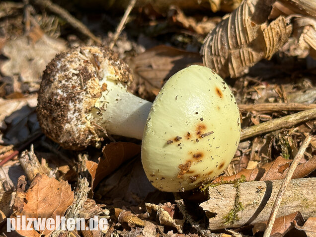 Gelber Knollenblätterpilz, Amanita citrina