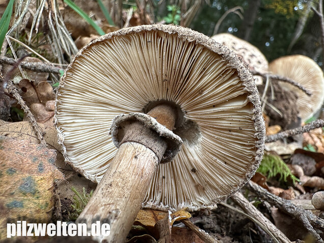 Gerandetknolliger Safranschirmling, Chlorophyllum brunneum